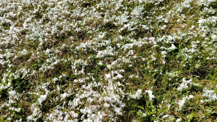 Жителей Центральной России предупредили о заморозках до -6 на майские праздники