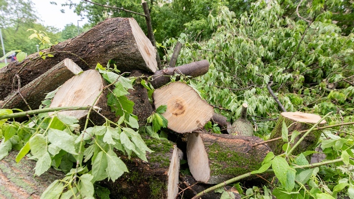 В Новороссийске из-за срубленных 22 деревьев возбуждено уголовное дело