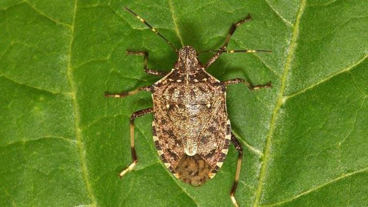 В Краснодарском крае просыпаются мраморные клопы: уже установлено 5 карантинных зон