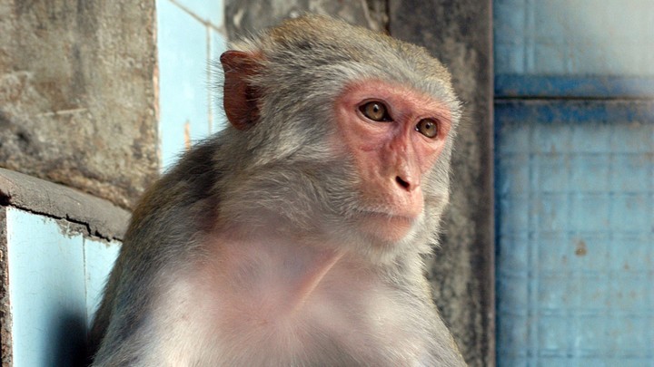 В Сочи над обезьянами ставят коронавирусные опыты