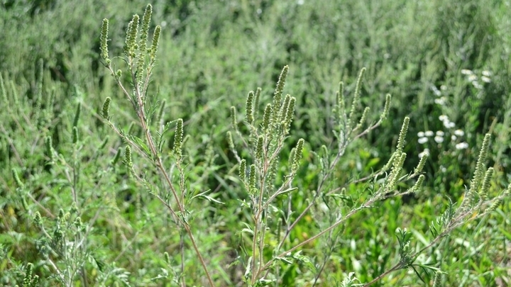 В Краснодаре началась борьба с амброзией