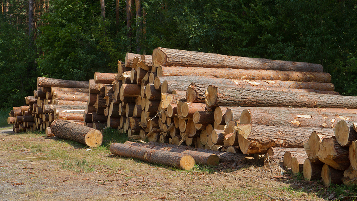 В Туапсинском районе трое черных лесорубов спили 6 дубов