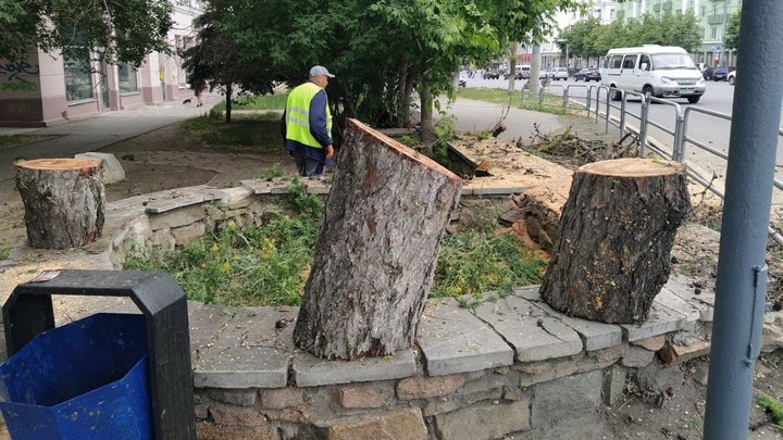 В Челябинске возбудили уголовное дело после вырубки даурской лиственницы