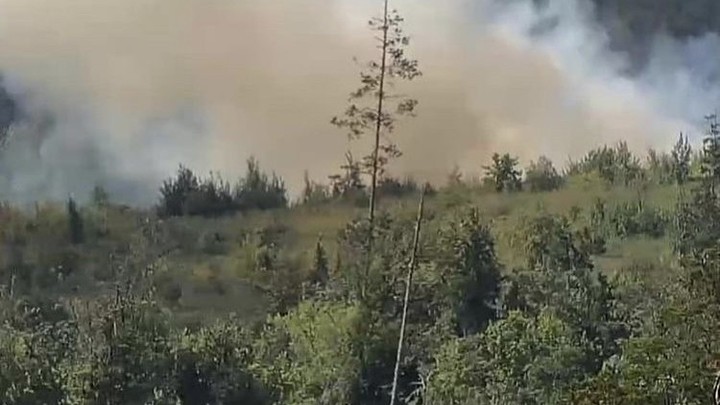 Власти Тольятти оказались не в состоянии найти поджигателей городского леса