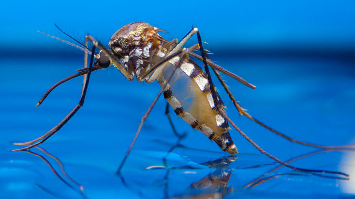Бунт комаров-мутантов: Масштабный эксперимент с насекомыми пошёл не по плану