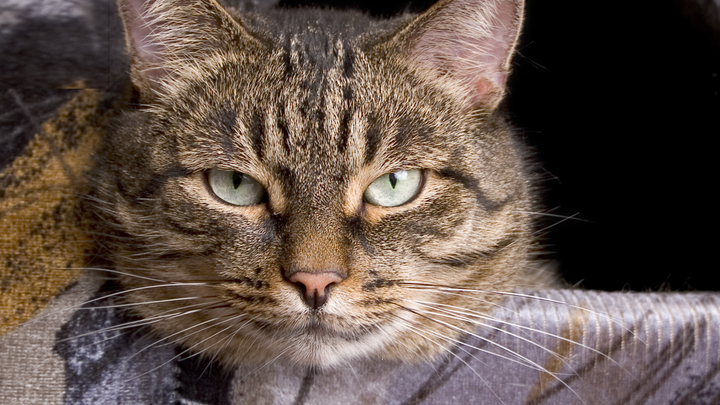 Медведев выдал пост про санкции. Изюминкой стало фото кота