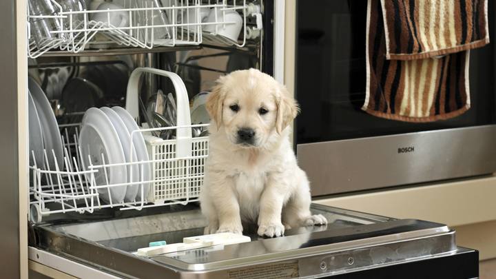 В Южной Корее запретят есть собак