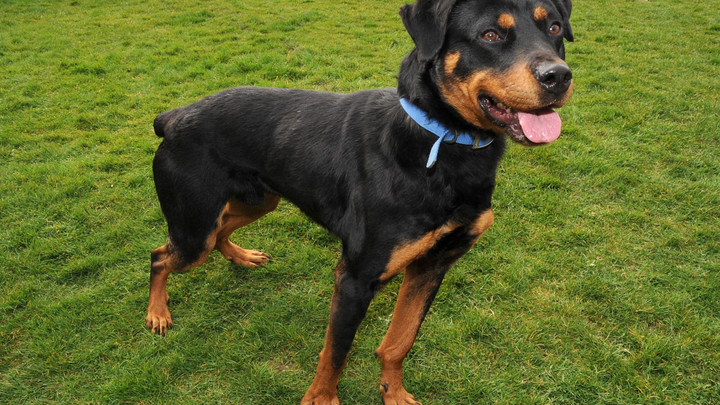 После вмешательства прокуратуры мэрия Новосибирска определила места для выгула собак