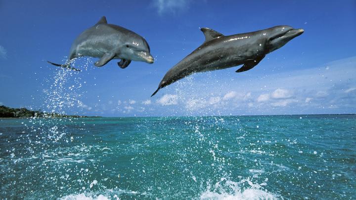 Русские опасаются подводного нападения. The Guardian сообщила о загонах с боевыми дельфинами