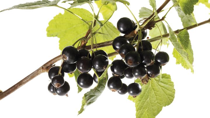 Нужны белки и аминокислоты: Диетолог перечислила главные продукты для пожилых