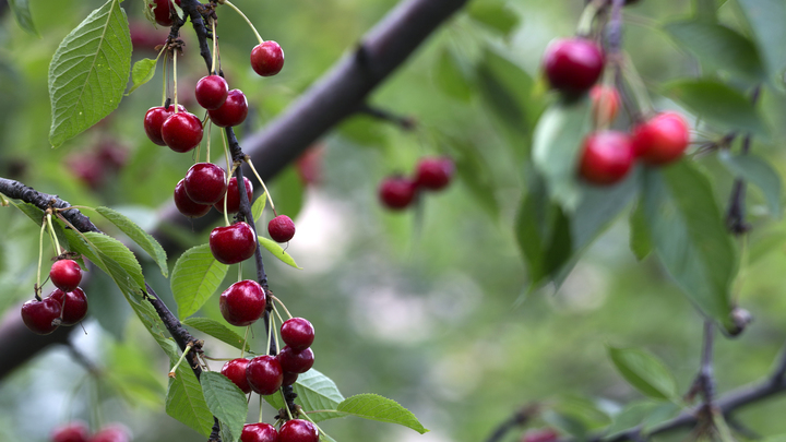 Мелитопольские фермеры впервые поставили черешню московским ретейлерам