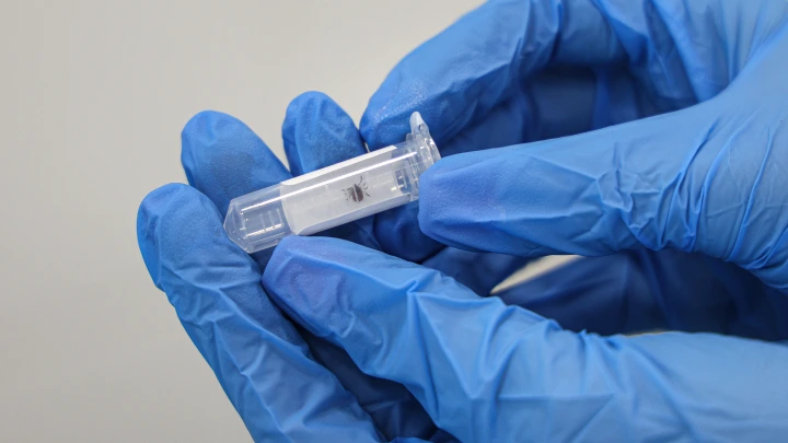 Новый опасный вирус в клещах: Роспотребнадзор создал тест для его выявления