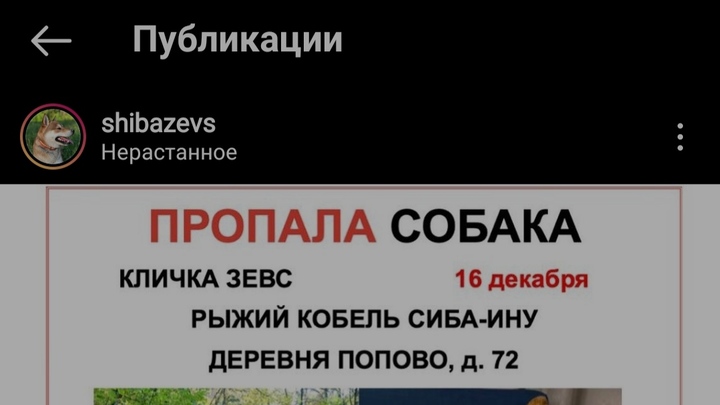 За пропавшую под Чеховым собаку обещают 250 тысяч рублей награды