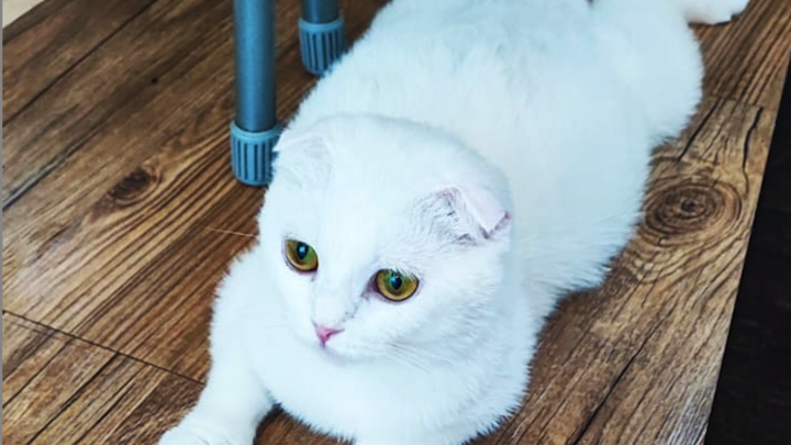 Смотри как откормил! Кошка, которую подобрал челябинский дальнобойщик оказалась беременной