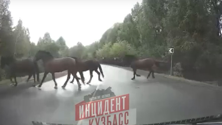 В Кузбассе табун лошадей чуть не затоптал машину