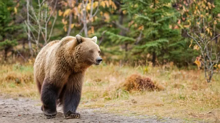 Шансов почти нет: в Красноярском крае завершили активные поиски семьи с ребёнком
