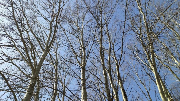 Эко-активисты высадили деревья на территории школы в Мелитополе