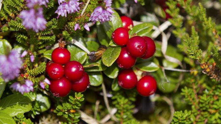 Врачи назвали ягоду бессмертия: что будет, если есть её каждый день