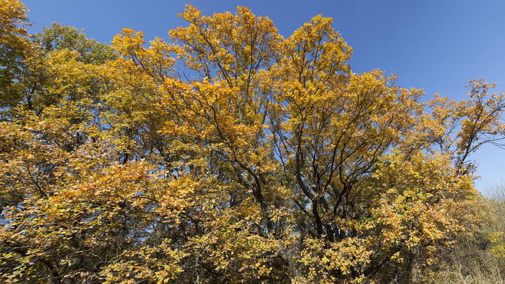 Осень удивила синоптиков: В России ждут возвращения аномальной жары