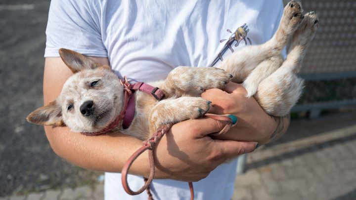 Запорожские активисты организовали акцию Накорми животных