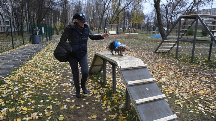 Голосование по выбору площадок для выгула собак стартовало в Подмосковье