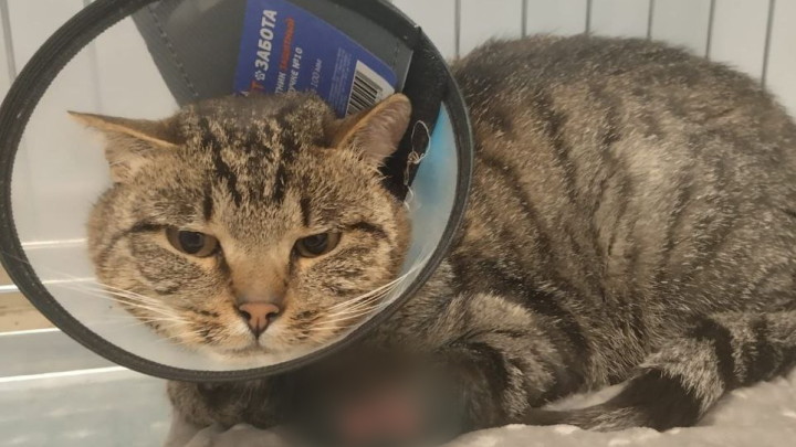 В Подмосковье прохожие подобрали попавшего в капкан домашнего кота