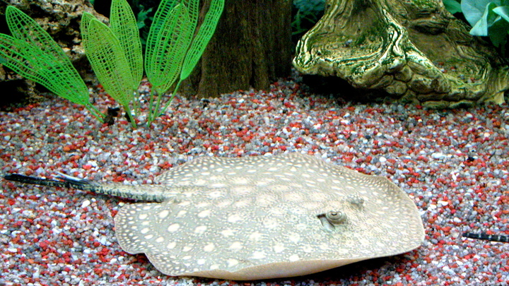 Экологи предупредили туристов о ядовитых хвостоколах, которые обитают в Чёрном море