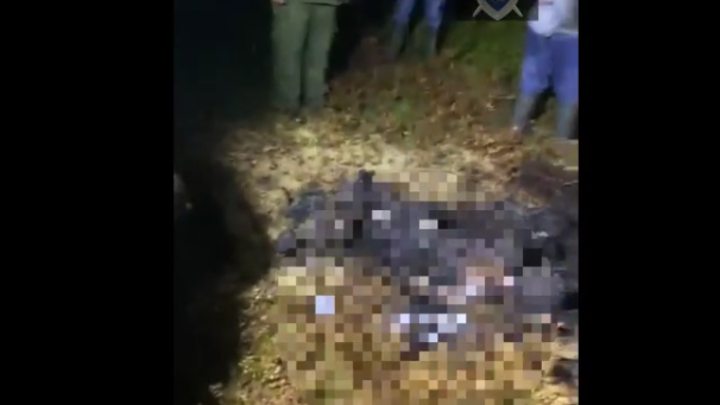 Следователи показали на видео место в лесу Ленобласти, где найдены сожжённые тела матери и ребёнка