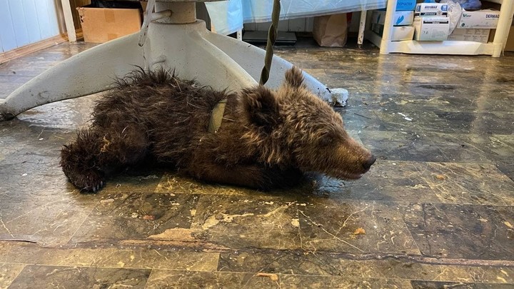 Истощенный карлик — Карен Даллакян рассказал о спасении медвежонка в Челябинске