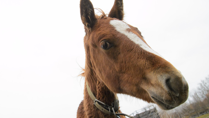 В Санкт-Петербурге по трассе в сторону проспекта Стачек проскакал конь без седока