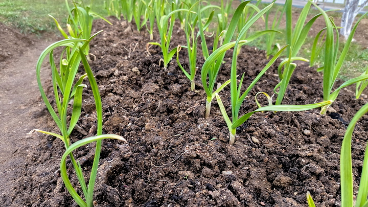 Как отпугнуть огородных вредителей: Помогут три отвара