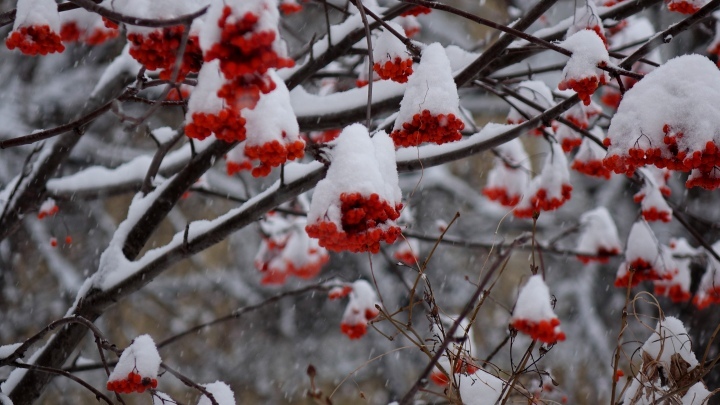 Синоптики из Кузбасса рассказали об аномально теплых зимах за последние 30 лет