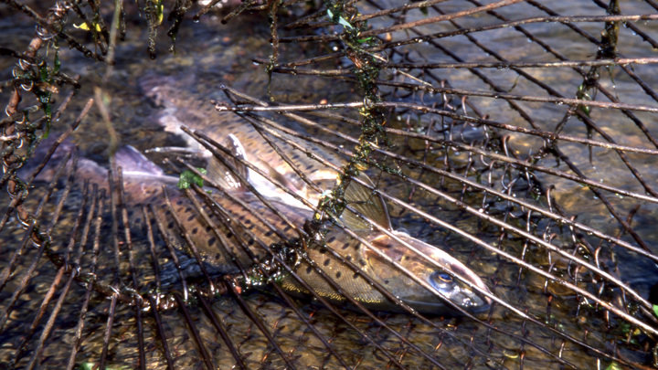 Активы крабовых королей перешли под контроль Росимущества