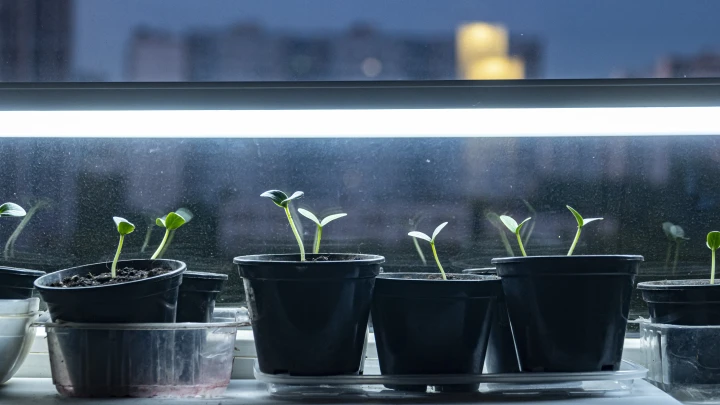 Эксперты: Сырые ростки являются рассадником для разных типов бактерий