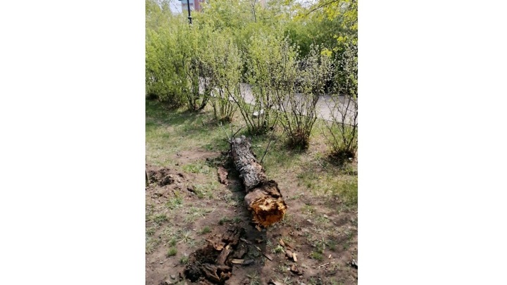 Сухой тополь упал на площади Декабристов в Чите