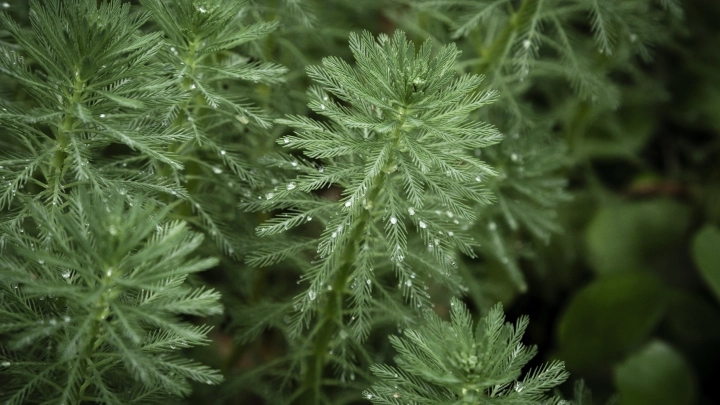 За сорняк — 50 тысяч: с весны 2026 года вступают в силу жесткие штрафы для дачников