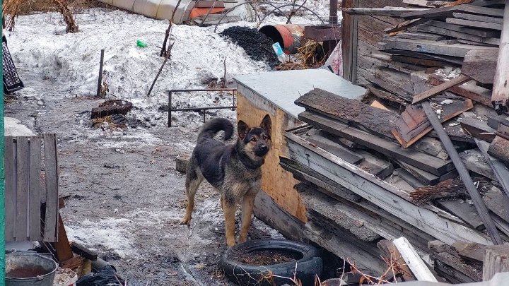 Стала известная судьба животных из сносимого в Кемерове частного сектора