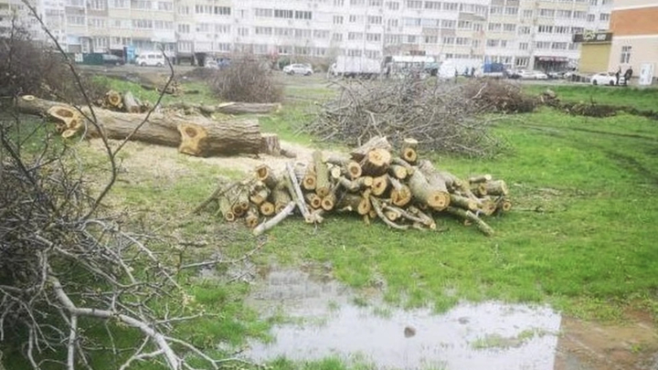 В мэрии Краснодара объяснили, почему вырубили деревья в сквере Изумрудном