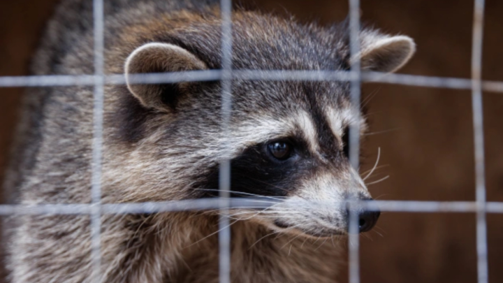 Залез на дерево и просидел три дня: в Краснодаре спасли енота