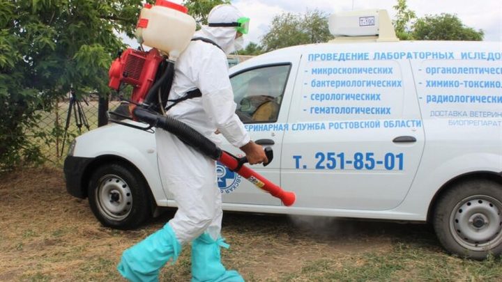 В Ростовской области обнаружена биологическая опасность из-за африканской чумы свиней