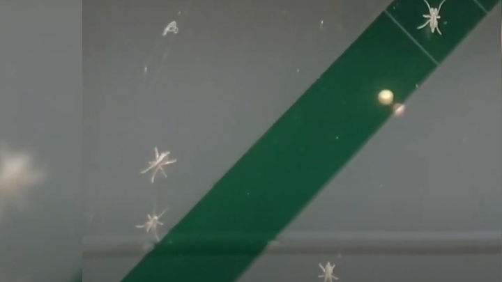 Анапу атаковали полчища комаров-звонцов