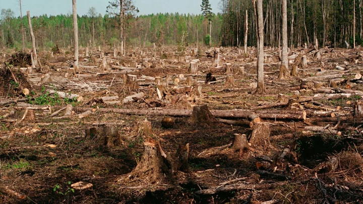 Сбор валежника грозит штрафом. Юрист объяснил, кого накажут