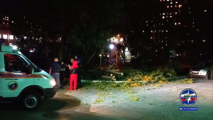 В Новосибирске дорогу к поликлинике перегородило упавшее от ветра дерево