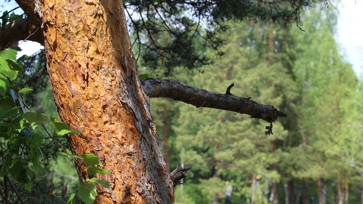 В Ростовской области в лесу потерялся грибник из Подмосковья
