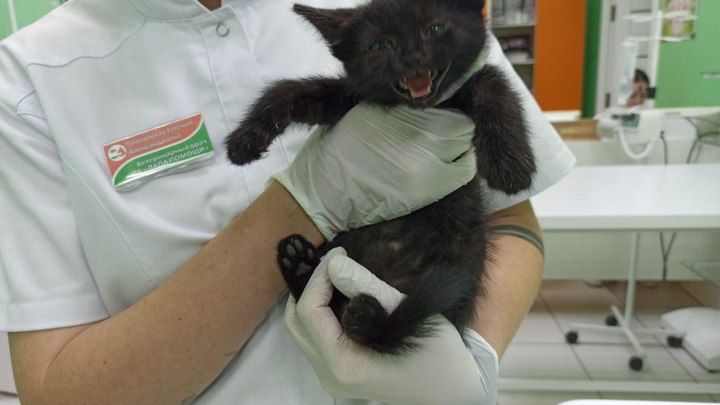 В Краснодаре спасли котенка, замурованного в подвале многоэтажки