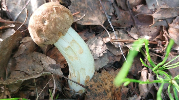 Это опасные двойники: специалисты предупредили об угрозе первых весенних грибов
