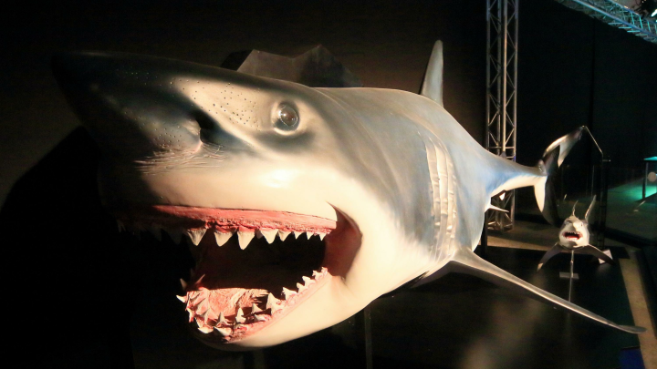 В Канаде туристы сняли акулу, пожирающую тушу кита