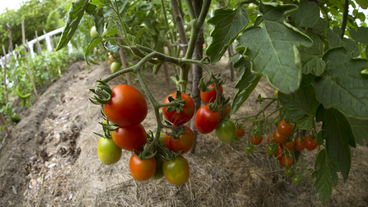 Миссия выполнима: Как защитить урожай в холодную ночь