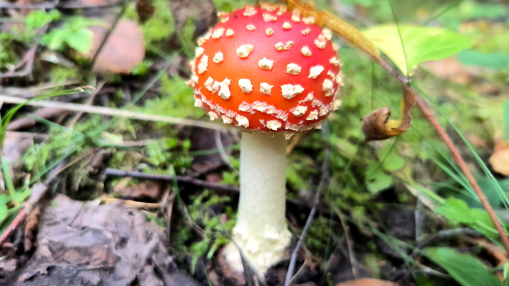 Айтишник умер после мухоморного ретрита в горах Сочи