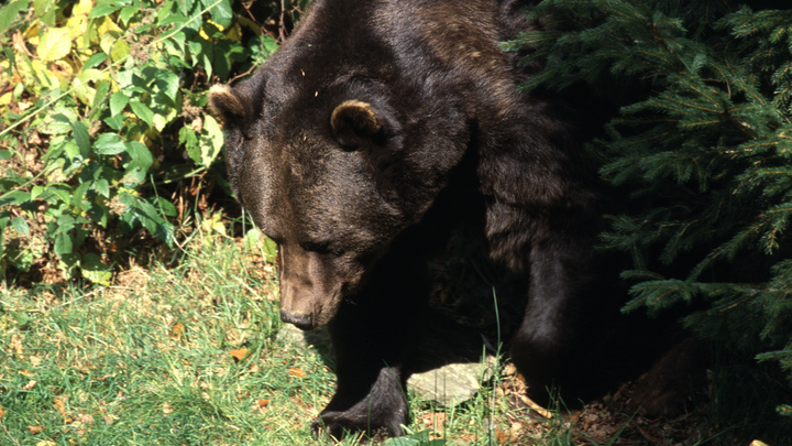Успела позвонить, убегая от медведя. И пропала: В лесу под Лугой пять дней не могут найти старушку